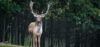 Brame du cerf au Parc Naturel de Boutissaint